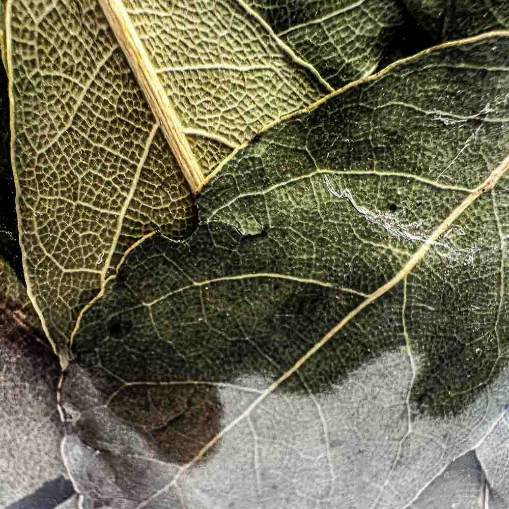 Liść laurowy 2 Liść laurowy